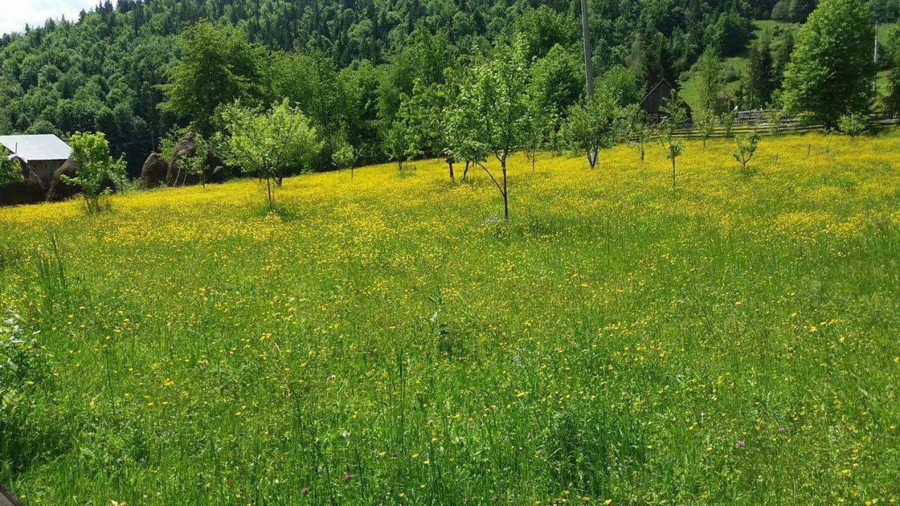 Pensiunea Miesca Matisesti Buitenkant foto